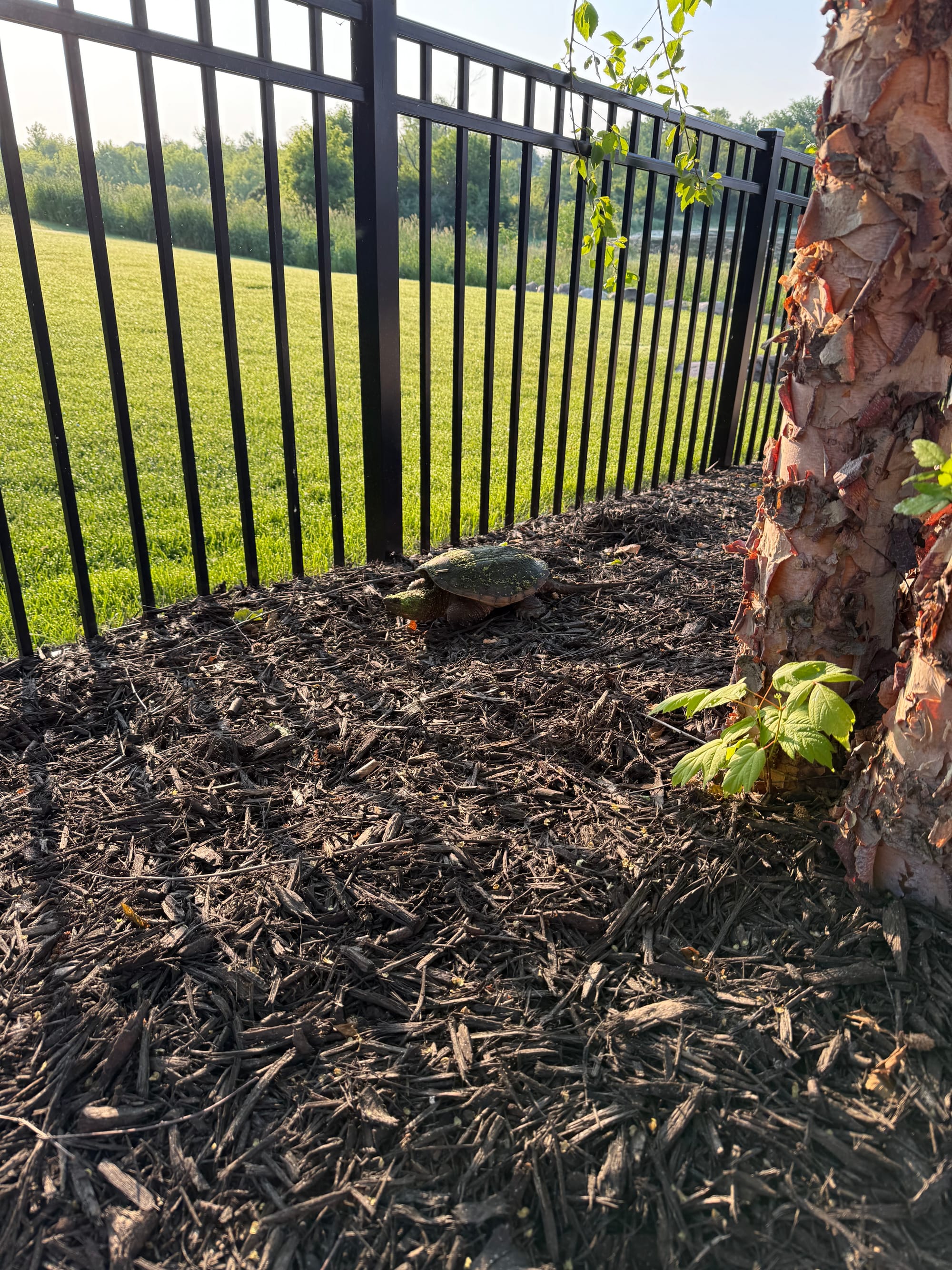 Snapping Turtle in the Yard